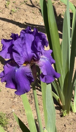 purple iris